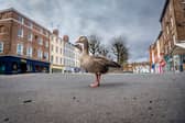 A lone goose in the middle of Parliament Street, York, at midday on a Saturday as the streets are empty from the normal tourist traffic during the Covid lockdown in March 2020