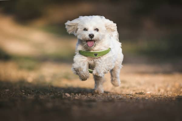 Town hall bosses in South Tyneside have explained the “challenges” around tackling dog fouling offences