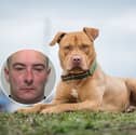 A man in charge of an out of control pit bull which attacked two dog walkers has been locked up. Picture a Pit bull and insetTerry Lee