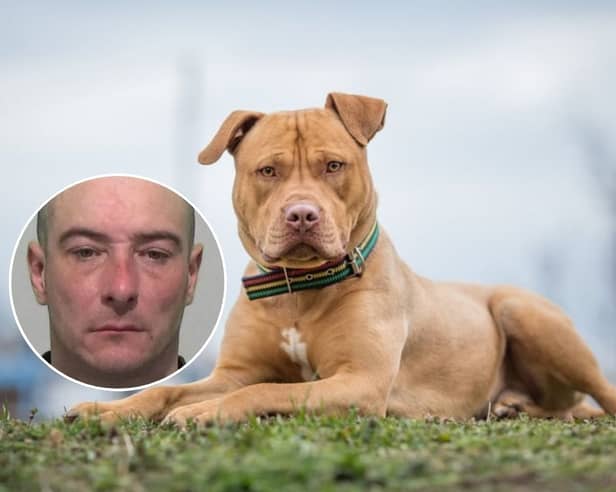 A man in charge of an out of control pit bull which attacked two dog walkers has been locked up. Picture a Pit bull and insetTerry Lee
