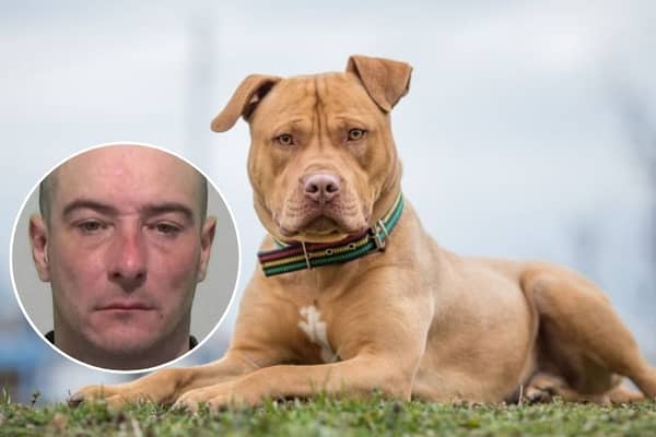 A man in charge of an out of control pit bull which attacked two dog walkers has been locked up. Picture a Pit bull and insetTerry Lee