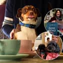 Inside dog-friendly cafe Bijou, where pooches are 'spoilt rotten' with their own tasty menu