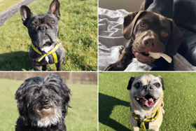 All these dogs are searching for their forever homes.