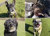 All these dogs are searching for their forever homes.