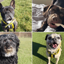 All these dogs are searching for their forever homes.