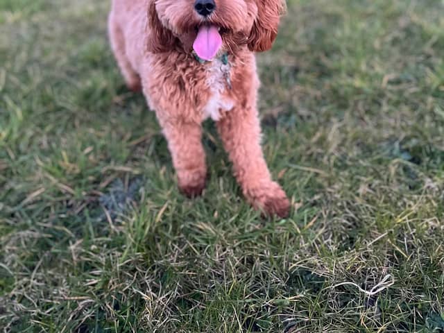Things in the garden toxic to dogs