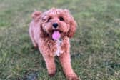 Things in the garden toxic to dogs