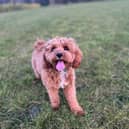 Things in the garden toxic to dogs