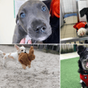 All these dogs are searching for their forever homes. 