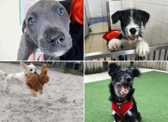 All these dogs are searching for their forever homes. 