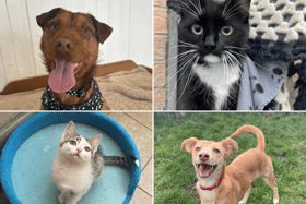 All these pets at Newcastle Dog & Cat Shelter are searching for a home.
