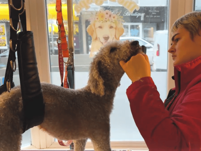 Rebecca Brown, the owner of The Dog Spa Durham, has given an insight into a day in the life of a dog groomer.