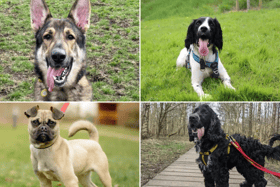 All these dogs are searching for their forever homes. 