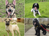 All these dogs are searching for their forever homes. 
