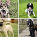 All these dogs are searching for their forever homes. 
