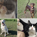 All these pets at Newcastle Dog & Cat Shelter are searching for a home.