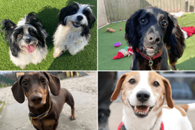 All these dogs are searching for their forever homes.