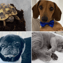 April is National Pet Month so we've been asking Shields Gazette readers for photos of their pets.