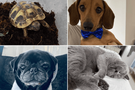 April is National Pet Month so we've been asking Shields Gazette readers for photos of their pets.