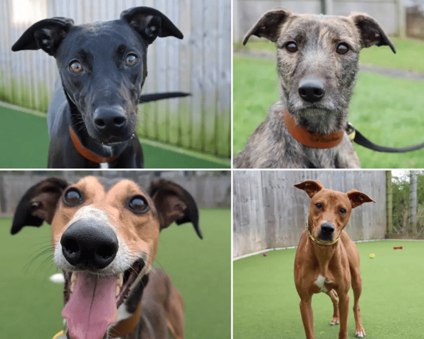 All these Lurchers are up for adoption from the Dogs Trust in the North East.