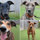 All these Lurchers are up for adoption from the Dogs Trust in the North East.