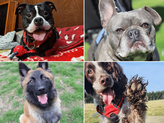 All these dogs are searching for their forever homes.