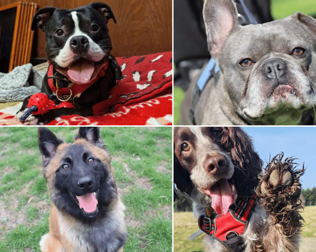 All these dogs are searching for their forever homes.