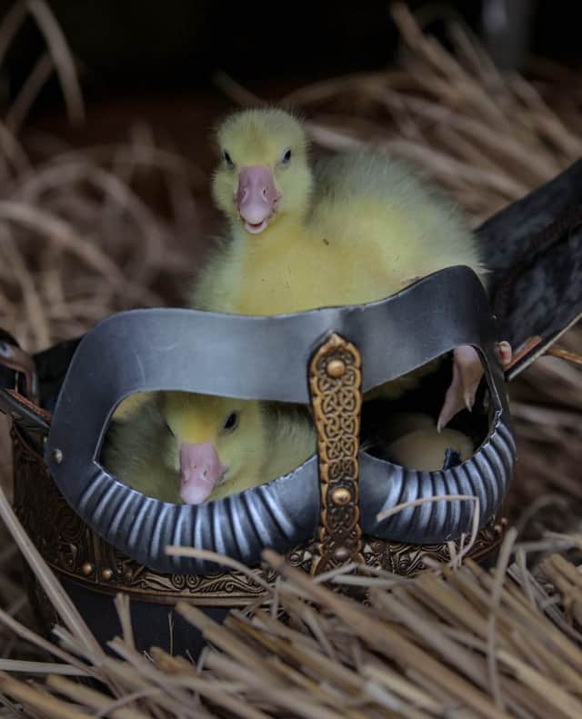 Six baby goslings are set to become the latest fluffy little stars to join Kynren: An Epic Tale of England, having hatched just before Easter.