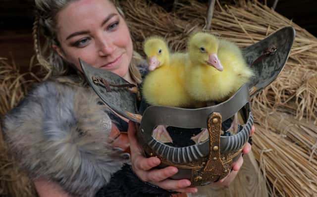 Six baby goslings are set to become the latest fluffy little stars to join Kynren : An Epic Tale of England, having hatched just before Easter.