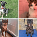 All these pets at Newcastle Dog & Cat Shelter are searching for a home.