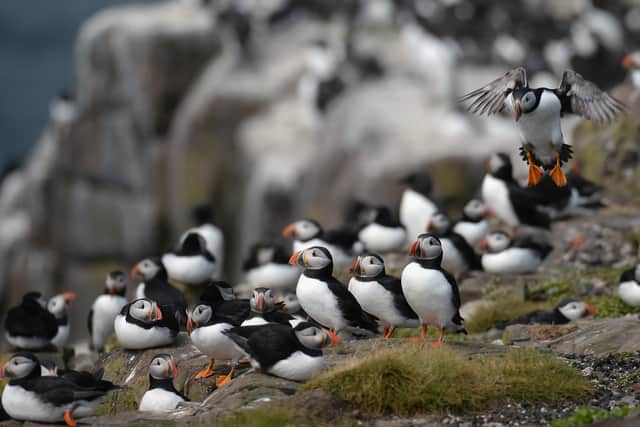 Puffins return to their summer breeding grounds on the Farne Islands as National Trust rangers carry out a Puffin census on May 16, 2013.