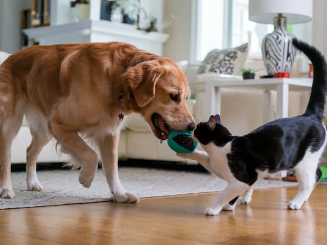 Pets can improve owners' health and give a mood boost 
