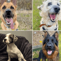 All these dogs are searching for their forever homes. 