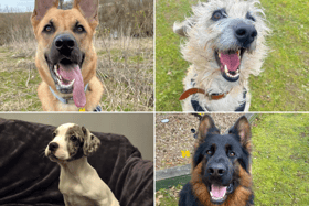 All these dogs are searching for their forever homes. 