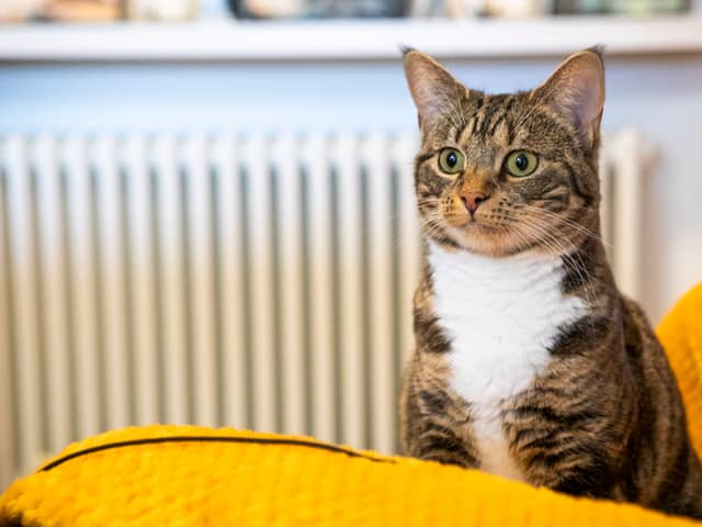 80 per cent believe their pet could pick them out of a lineup