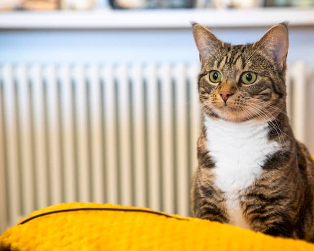 80 per cent believe their pet could pick them out of a lineup