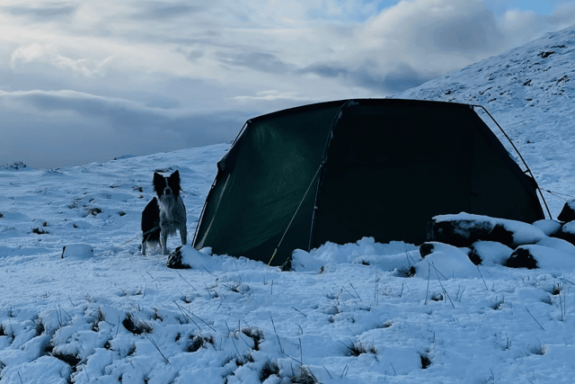 Presley, the SURT 'super dog', joined Leanne on the 128km hike.