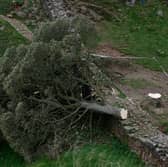 The Sycamore Gap tree was felled in September 2023.