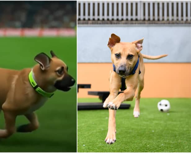 Billy at Battersea and as an avatar on Twitch for the ‘pitch invasion’