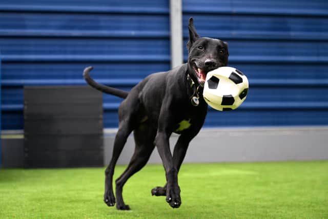 The invasion was part of a heartwarming campaign from Pedigree and Battersea Dogs & Cats Home