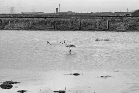 This flamingo decided that Boldon Colliery pond would be a good place for a rest
