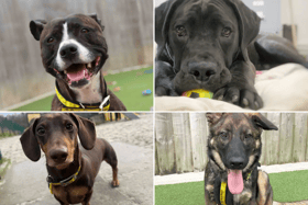 All these dogs are searching for their forever homes.