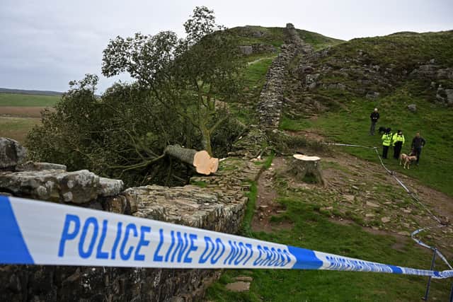The Sycamore Gap tree was felled in September 2023.
