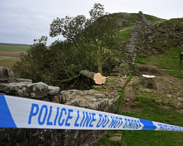 The Sycamore Gap tree was felled in September 2023.