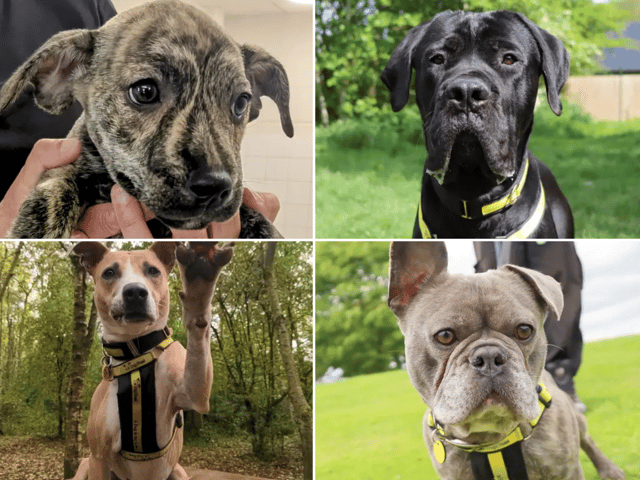 All these dogs are searching for their forever homes.