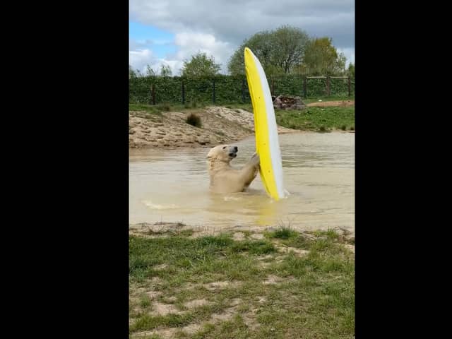 Polar bears go wild and take to the water...in a kayak
