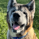 Storm, who is Newcastle Dog & Cat Shelter's longest serving resident, has been on a 'Big Day Out'.