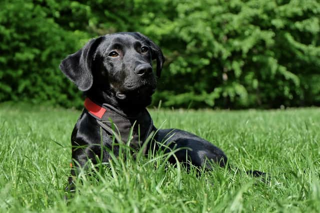 Some common summer flowers could be poisonous to our pets.