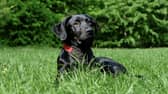 Some common summer flowers could be poisonous to our pets.
