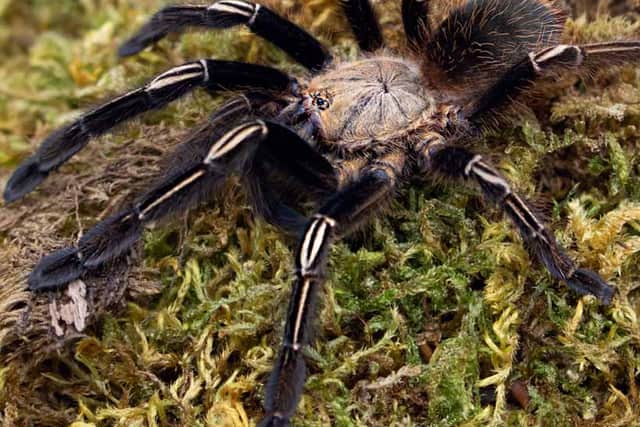 The box contained at least one ‘E murinus’, also known as the Skeleton Leg Tarantula. This species is not recommended for beginner spider keepers due to their “aggressive nature and fast movements”